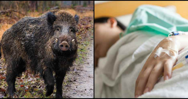 उत्तराखंड: यहां स्कूल में घुसा जंगली सुअर, छात्रा और दो शिक्षक घायल