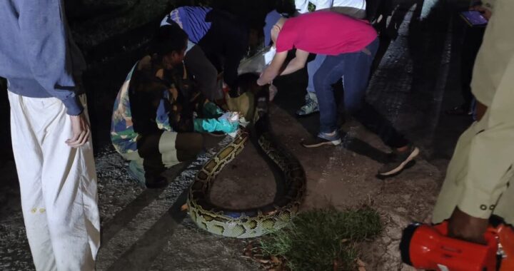 उत्तराखंड : यहां विशालकाय अजगर घर के पास दिखा, वन विभाग ने किया रोमांचक रेस्क्यू