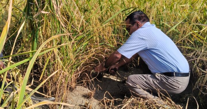 हल्द्वानी : DM ललित मोहन रयाल ने काटे धान