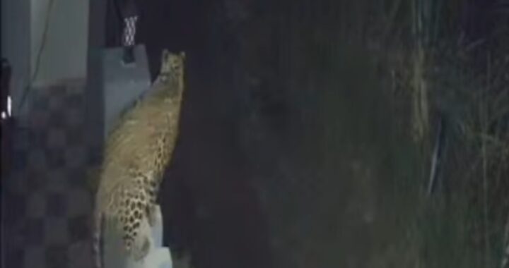 हल्द्वानी : हल्दुचौड़ के इन गांव में तेंदुए की दहशत, ग्रामीणों में भय का माहौल