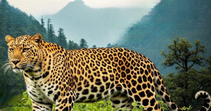 उत्तराखंड : यहां पहाड़ में एक और जिंदगी को खत्म कर गया गुलदार