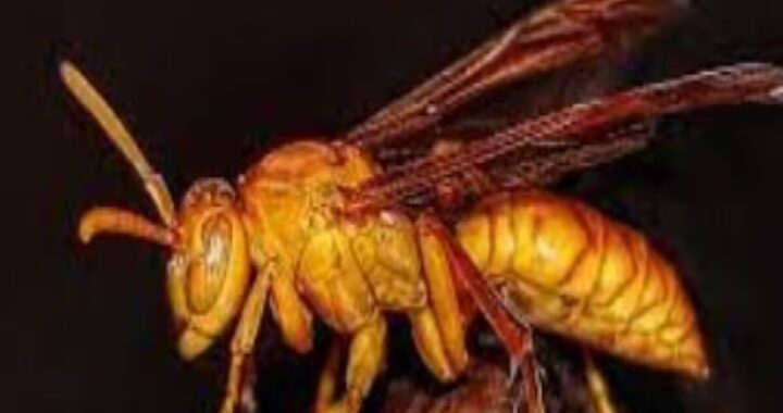 उत्तराखंड मे यहाँ स्कूल जाते वक्त ततैयों का छात्रों पर हमला, अभिभावकों ने स्कूल भेजने से किया इंकार