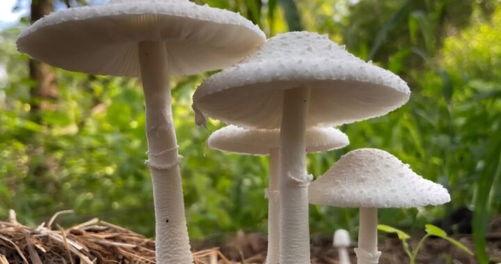 उत्तराखंड : जंगली मशरूम खाने से परिवार के 6 लोगों की हालत बिगड़ी