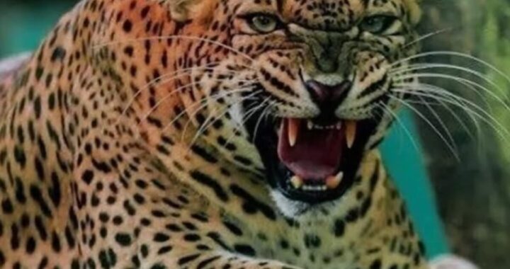 उत्तराखंड: वन्यजीव हमलों में घायल लोगों का खर्च अब उठाएगी सरकार