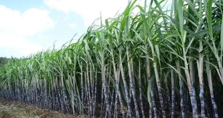 उत्तराखंड: गन्ना खरीद केंद्रों का आवंटन, समय पर भुगतान का निर्देश