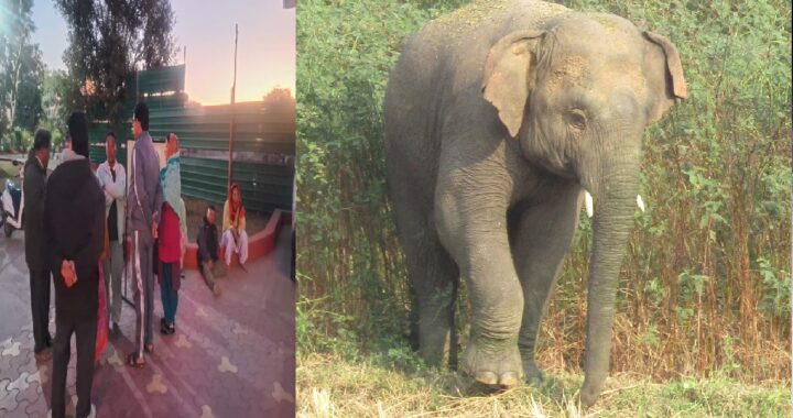 उत्तराखंड: माता-पिता संग स्कूटी पर जा रहे 12 साल के बच्चे को हाथी ने सूंड से पटक कर मार डाला