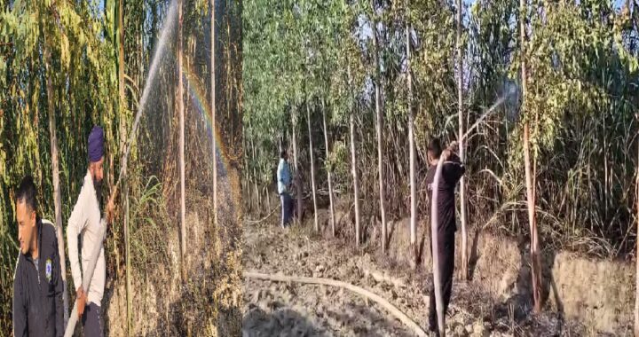 उत्तराखंड: यहाँ गन्ने के खेत में लगी आग,कई बीघा फसल राख