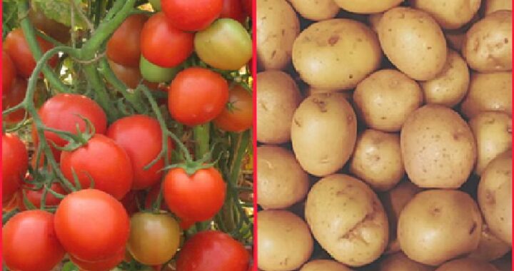 उत्तराखंड: शादियों का सीजन शुरू होते ही महंगा हुआ टमाटर…आलू