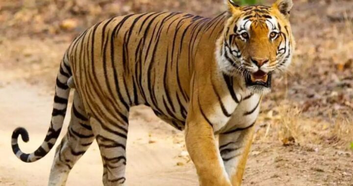 उत्तराखंड: आदमखोर बाघ को मारने के लिए शूटर तैनात, पिंजरे भी लगाए गए