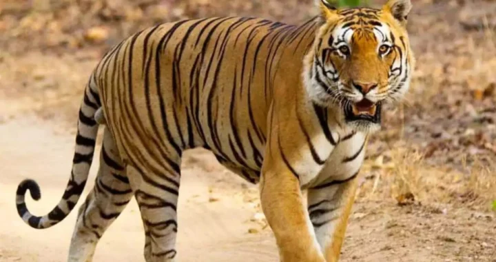 उत्तराखंड: घर से 20 मीटर दूर घात लगाए बैठा था बाघ, महिला पर अचानक बोला हमला