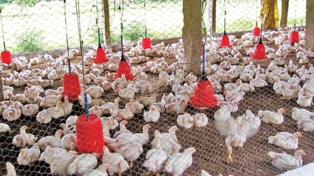 कुक्कुट विकास नीति 2025