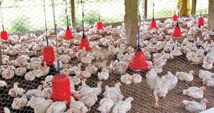 उत्तराखंड में कुक्कुट विकास नीति 2025 मंजूर, सरकार ने जारी की नई एसओपी