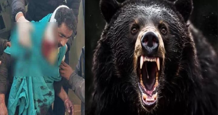 उत्तराखंड: दो भालुओं से भिड़ा युवक, एक को फेंका दूर, दूसरे के हमले में गंभीर घायल