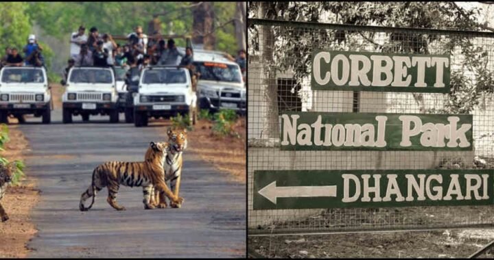 उत्तराखंड: कॉर्बेट में नववर्ष के जश्न पर रोक, रिसॉर्ट और होटल में सख्त ध्वनि नियम लागू