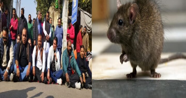 उत्तराखंड: यहाँ चूहों ने कुतरा शव, स्वास्थ्य विभाग की व्यवस्था फिर कटघरे में