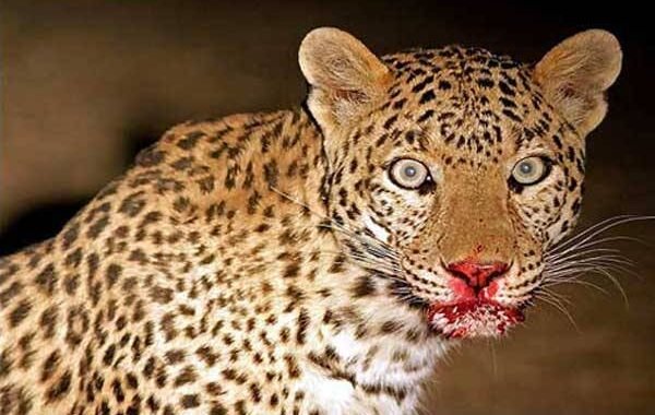 उत्तराखंड: यहां गुलदार ने युवक को मार डाला