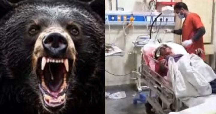 उत्तराखंड: खेत में चारापत्ती लेने गई महिला पर दो भालुओं ने किया हमला