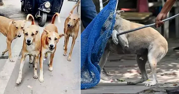 हल्द्वानी : नगर निगम के लिए टेंशन बन गए आवारा कुत्ते
