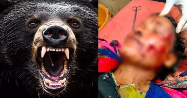 उत्तराखंड : यहां भालू ने महिला पर किया हमला