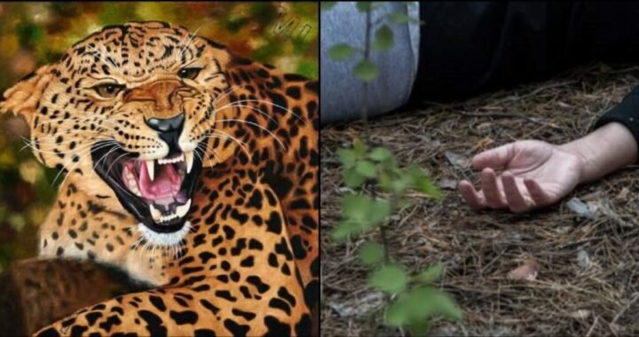 उत्तराखंड : यहां बच्ची को घर से उठा ले गया गुलदार