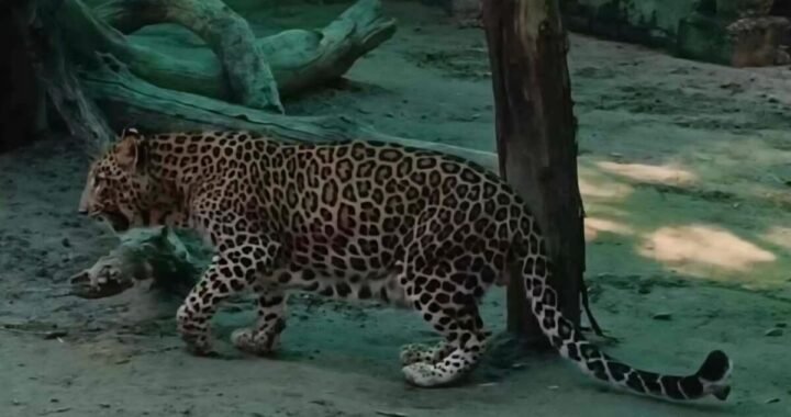 उत्तराखंड : यहां हफ्तेभर की खामोशी के बाद फिर गुलदार का आतंक