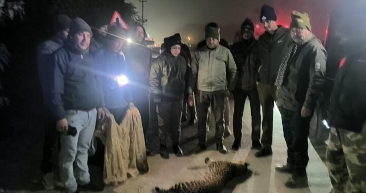 हल्द्वानी : लालकुआं हाईवे पर गुलदार की मौत