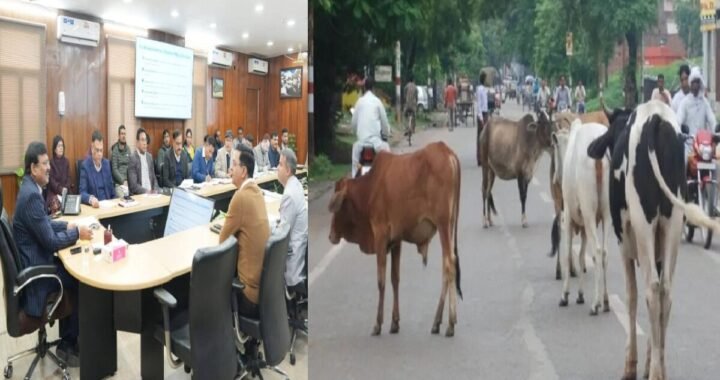 उत्तराखंड: सड़क पर घूमते बेसहारा जानवरों के लिए सरकार ने उठाया ये कदम, आप भी जानिए