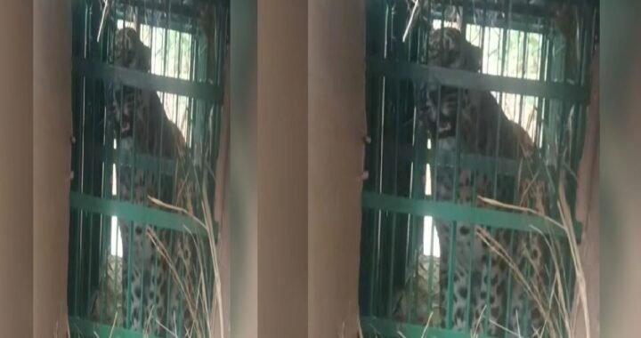 उत्तराखंड: यहाँ फिर एक ओर गुलदार पिंजरे में हुआ कैद, ग्रामीणों में दहशत जारी