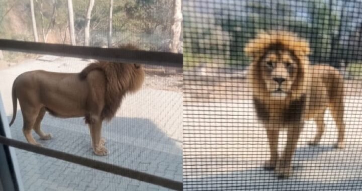 उत्तराखंड: बब्बर शेर ने मचाई अफरातफरी, अब वीडियो की सच्चाई आई सामने