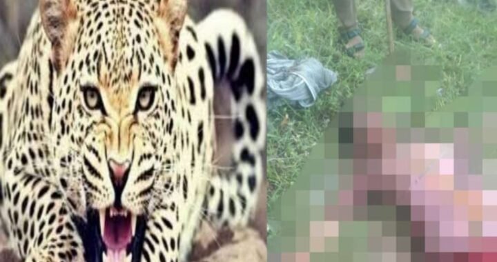 हल्द्वानी :(बड़ी खबर) फतेहपुर में बाघ के हमले से महिला की मौत, क्षेत्र में दहशत