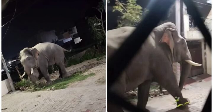 उत्तराखंड: यहाँ आबादी क्षेत्र में हाथी ने मचाया उत्पाद, खड़ी स्कूटी को उठाकर पटका