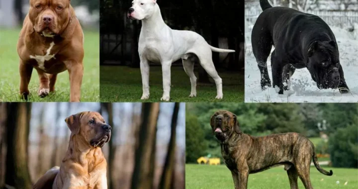 हल्द्वानी :(बड़ी खबर) इन 23 खूंखार नस्ल के कुत्ते पालने वाले  हो जाए सावधान