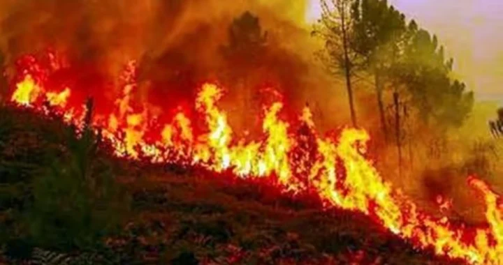 उत्तराखंड: जंगलों की आग पर काबू पाने की तैयारी, सरकार ने शुरू किया बड़ा अभियान