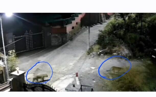 उत्तराखंड : यहाँ रात के अंधेरे में घर के आगे दिखे दो गुलदार