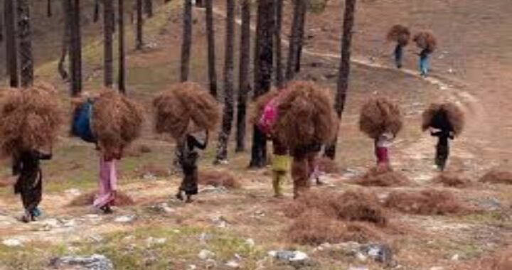 उत्तराखंड: अब पिरुल बनेगा कमाई का साधन, सरकार ने शुरू की बड़ी योजना