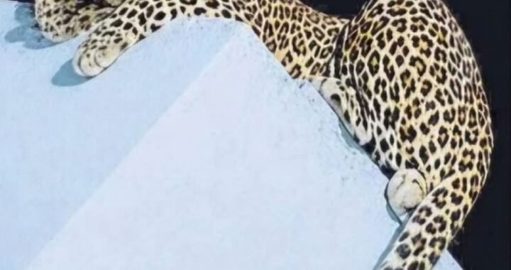 हल्द्वानी : यहाँ दिखा तेंदुवा, दहशत