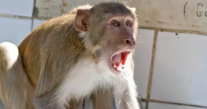 उत्तराखंड: यहां 4 महीने में बंदरों ने 167 लोगों को पहुंचाया अस्पताल