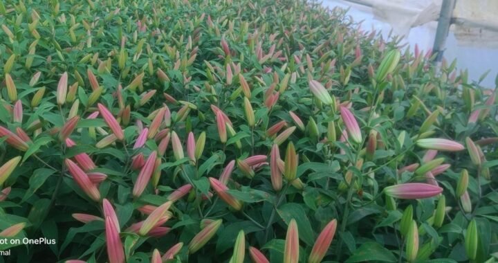 नैनीताल: कमलेश महतोलिया ने फूलों की खेती से लिखी सफलता और रोजगार की नई कहानी