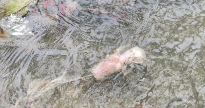 हल्द्वानी:  तिकोनिया क्षेत्र में भ्रूण मिलने से सनसनी