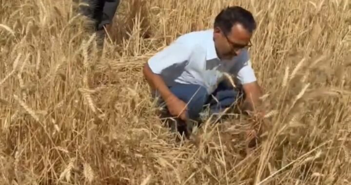 हल्द्वानी :(बड़ी खबर) DM रयाल यहां पहुंचे गेहूं काटने