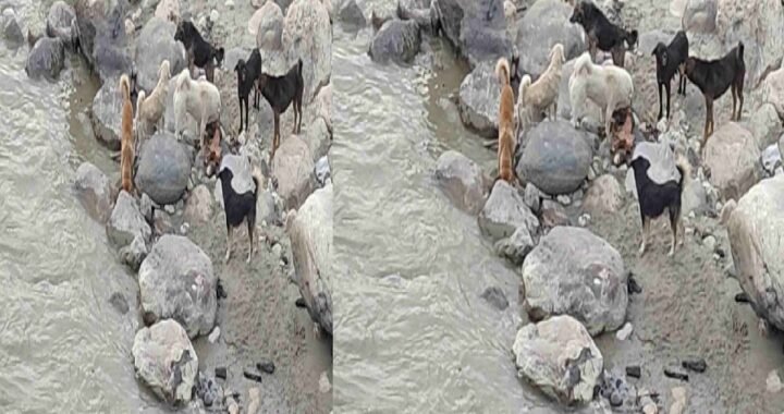 उत्तराखंड: यहाँ अधजले शवों के अवशेष को नोच रहे कुत्ते