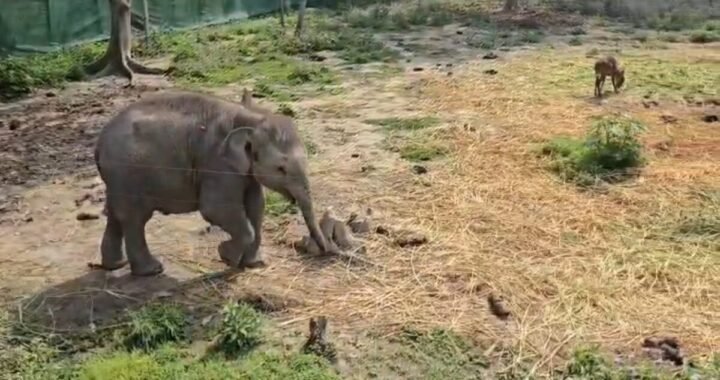 उत्तराखंड: यहां नन्हा हाथी रुस्तम बना आकर्षण का केंद्र