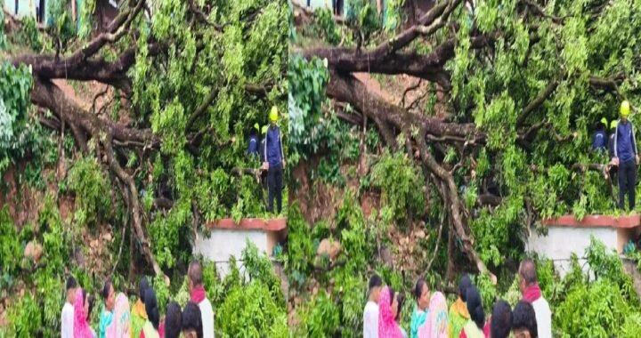 उत्तराखंड मे यहाँ तेज हवाओं में मकान पर गिरा पेड़