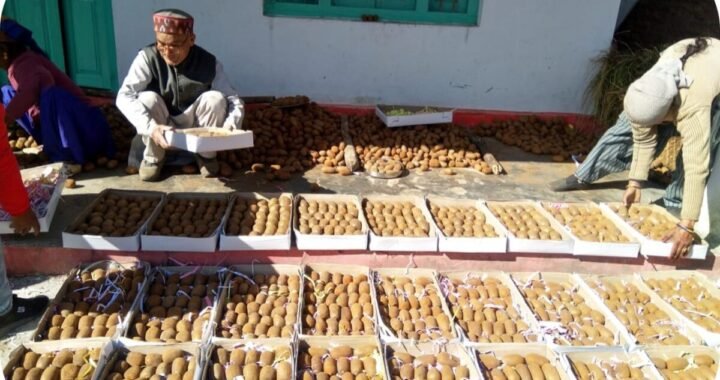 उत्तराखंड: बागेश्वर में पलायन पर ब्रेक, गांव लौटकर युवा कमा रहे लाखों