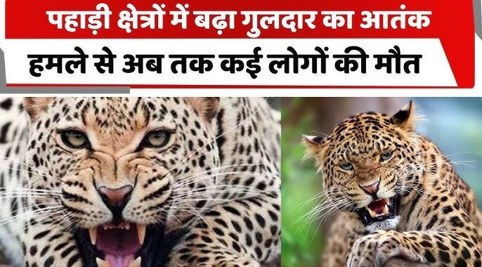 नैनीताल : यहां गुलदार के हमले से महिला की मौत, घर में कोहराम