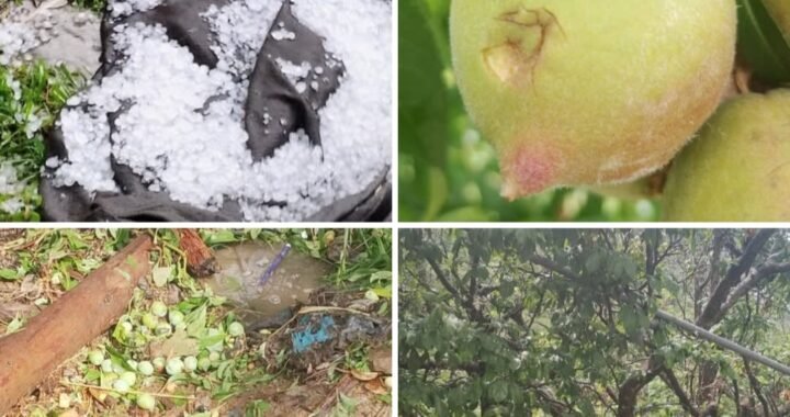 भीमताल : ओले तूफान ने तोड़ दी किसान की कमर
