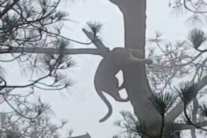 उत्तराखंड: बंदर का पीछा करते-करते शहर पहुंचा तेंदुआ, पेड़ पर बैठा देख सहम गए लोग