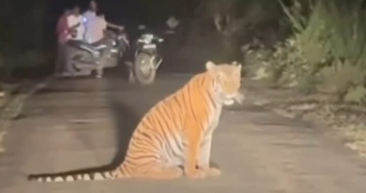 उत्तराखंड:सड़क के बीचों-बीच बैठा था टाइगर, सामने आते ही बाइक सवारों के उड़ गए होश