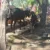 उत्तराखंड: धामी सरकार की इस योजना ने बदली महिला की किस्मत, आज गांव में बन गई मिसाल