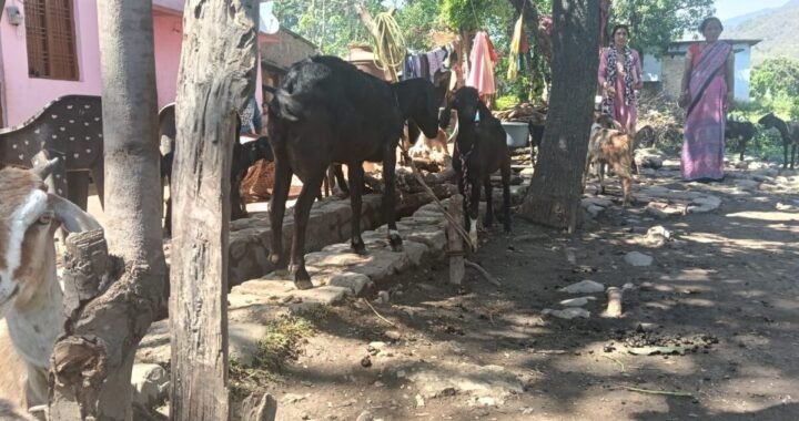 उत्तराखंड: धामी सरकार की इस योजना ने बदली महिला की किस्मत, आज गांव में बन गई मिसाल